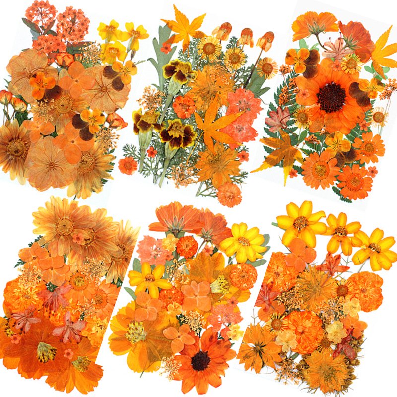 Wholesale Real Orange Pressed Dried Flowers for DIY Specimens Photo Frame Resin Jewelry