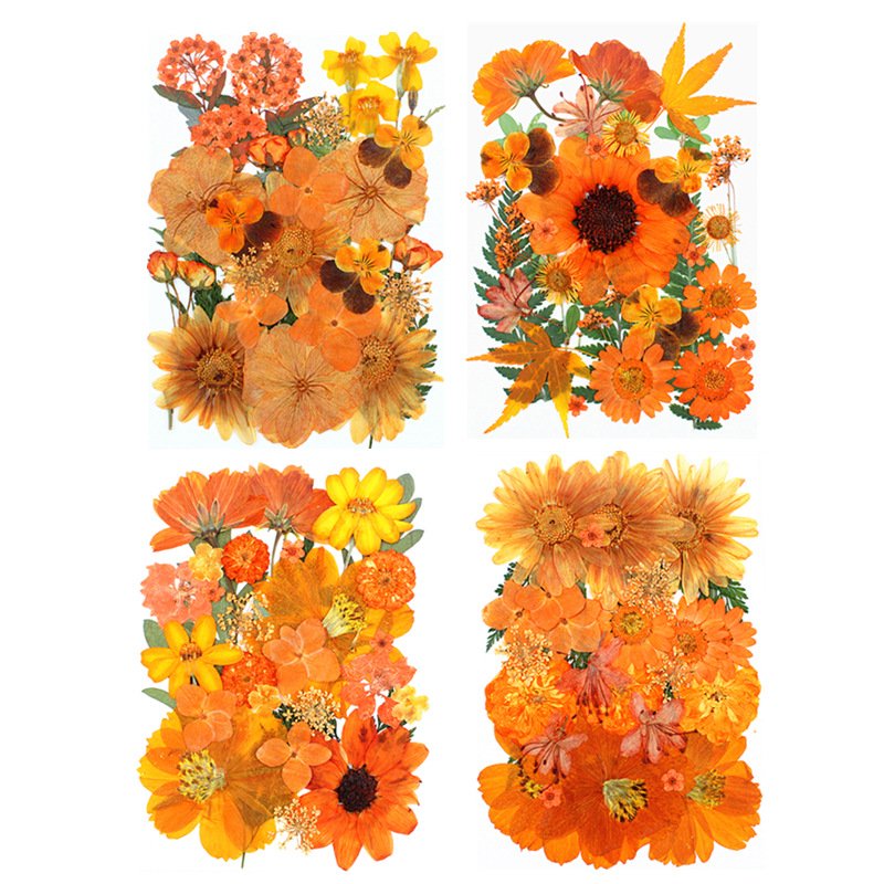 Wholesale Real Orange Pressed Dried Flowers for DIY Specimens Photo Frame Resin Jewelry