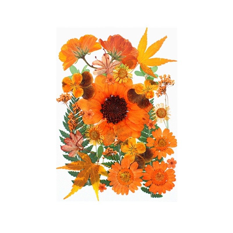 Wholesale Real Orange Pressed Dried Flowers for DIY Specimens Photo Frame Resin Jewelry