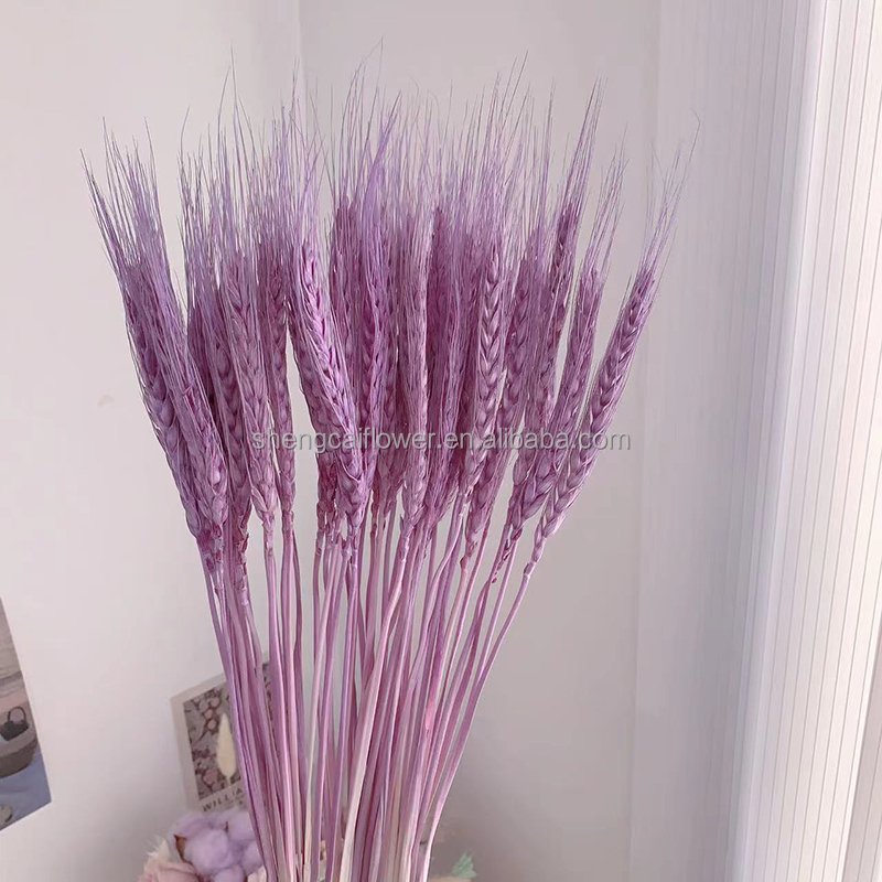 wholesale Wheat Grass Bouquet Wheat Fall Arrangement Stalks Natural Ear of Grain Flowers for Home Wedding
