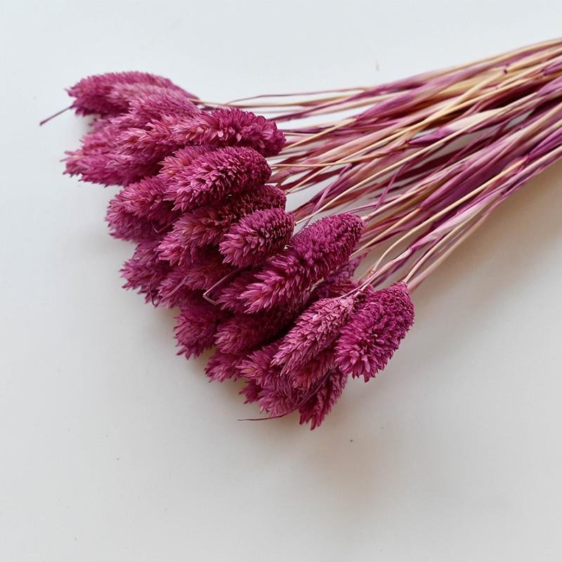 2024 Yunnan Wholesale Dried Flower Jewelry Grass Gem Grass Phalaris For Wedding Centerpieces/Bouquet