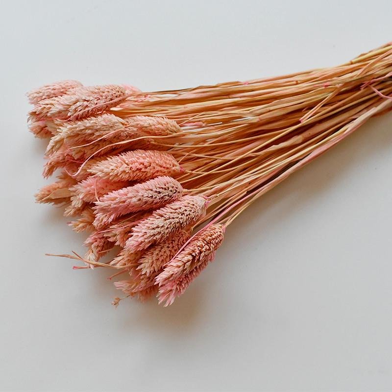2024 Yunnan Wholesale Dried Flower Jewelry Grass Gem Grass Phalaris For Wedding Centerpieces/Bouquet