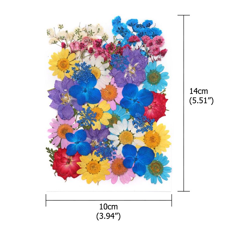 Designer Kids Art DIY Dried Pressed Flowers Dry Plants Pressed Natural Flowers