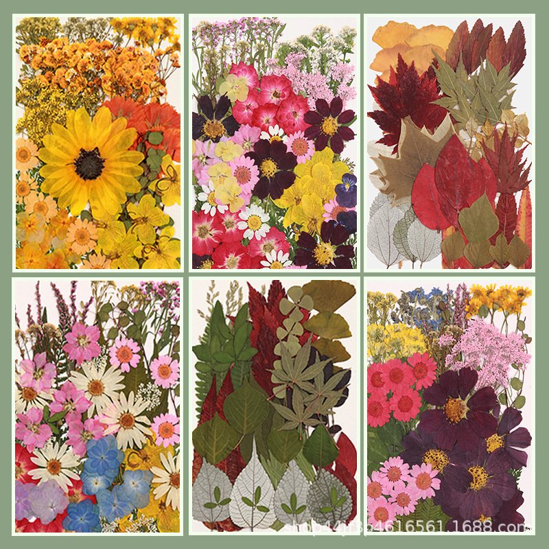 Designer Kids Art DIY Dried Pressed Flowers Dry Plants Pressed Natural Flowers