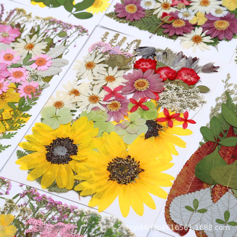 Designer Kids Art DIY Dried Pressed Flowers Dry Plants Pressed Natural Flowers