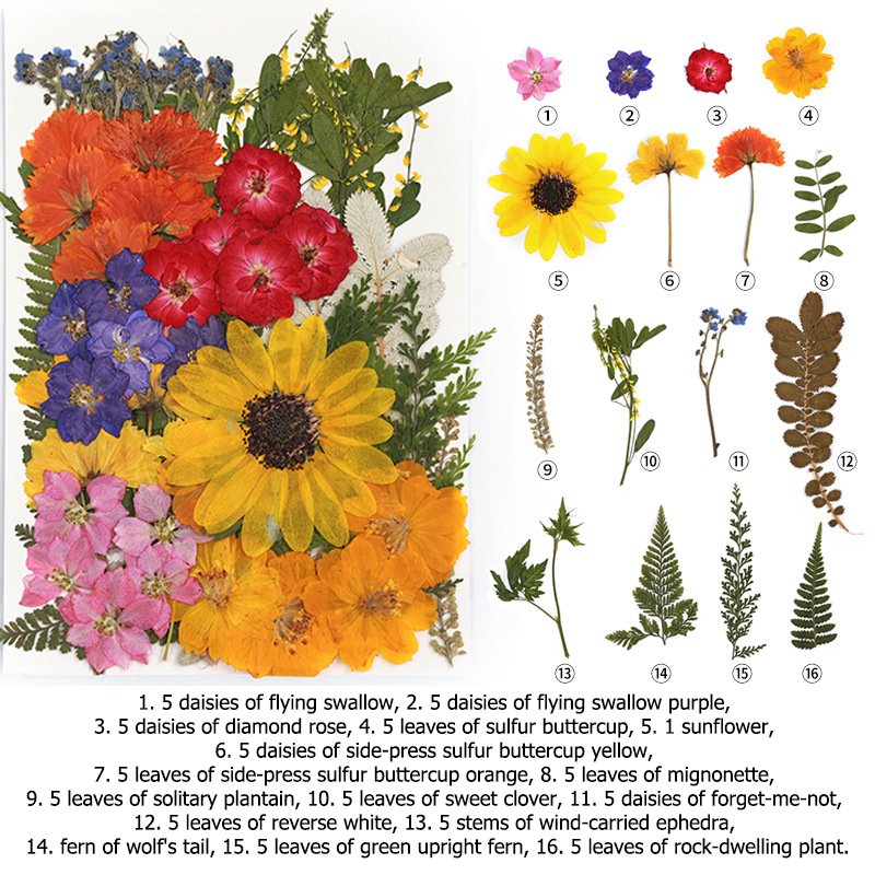 Designer Kids Art DIY Dried Pressed Flowers Dry Plants Pressed Natural Flowers