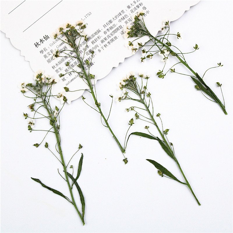 Sweet Alyssum Lobularia Maritima With Spray Natural Dry Flowers Fluffy White Dried Grass