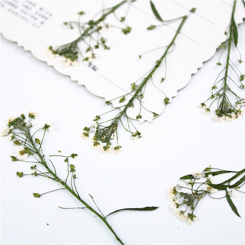Sweet Alyssum Lobularia Maritima With Spray Natural Dry Flowers Fluffy White Dried Grass