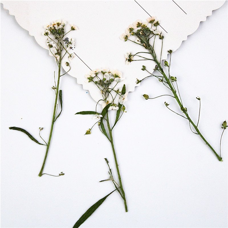 Sweet Alyssum Lobularia Maritima With Spray Natural Dry Flowers Fluffy White Dried Grass