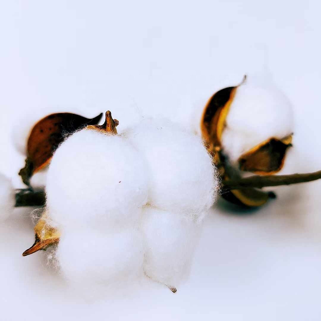 5 heads of cotton INS style wedding bouquet bedroom home decoration artificial flowers multihead dry branch cotton dried flowers