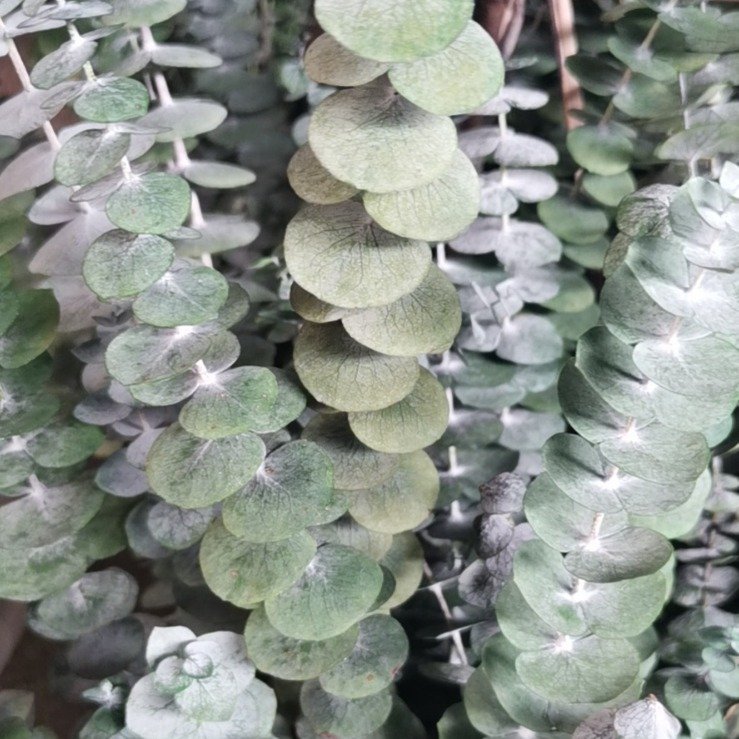 Natural Eucalyptus Leaf Decoration Preserved 60cm Dried Plants and Leaves Home & Wedding Decor in Bags