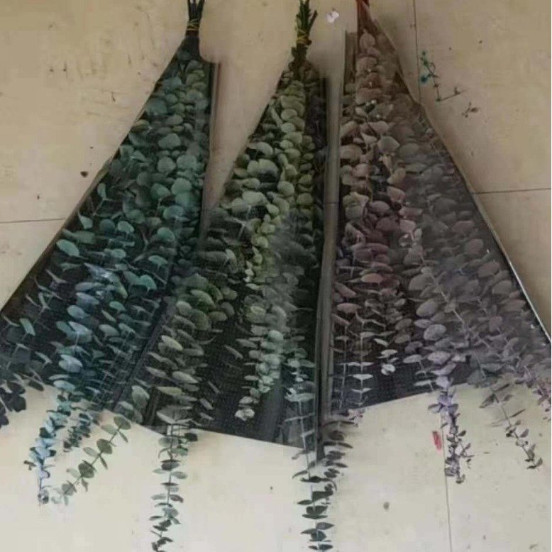 Natural Eucalyptus Leaf Decoration Preserved 60cm Dried Plants and Leaves Home & Wedding Decor in Bags