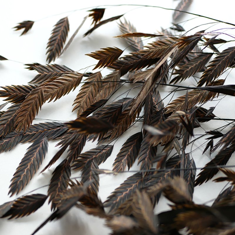 Chasmanthium Latifolium Wholesale Natural Dried Floral Diamond Grass Sea Oats Flower Small Pan Grass Chasmanthium Latifolium