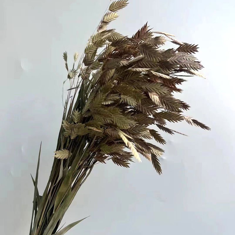 Chasmanthium Latifolium Wholesale Natural Dried Floral Diamond Grass Sea Oats Flower Small Pan Grass Chasmanthium Latifolium