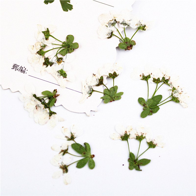 I626 Spray Asiatica Grass Dried Pressed Natural Flowers with Stem and Leaves