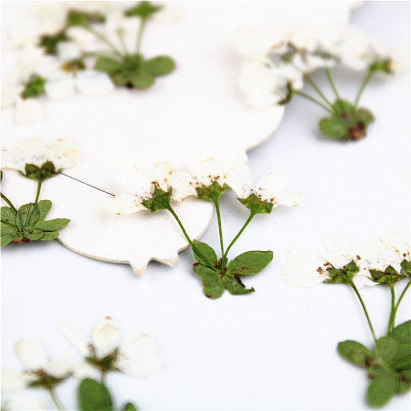 I626 Spray Asiatica Grass Dried Pressed Natural Flowers with Stem and Leaves