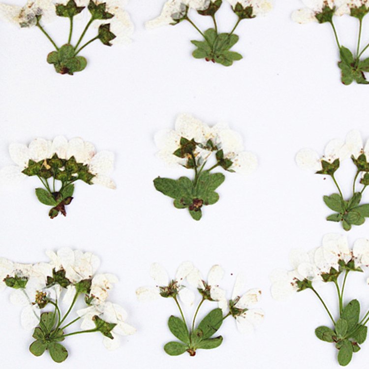 I626 Spray Asiatica Grass Dried Pressed Natural Flowers with Stem and Leaves