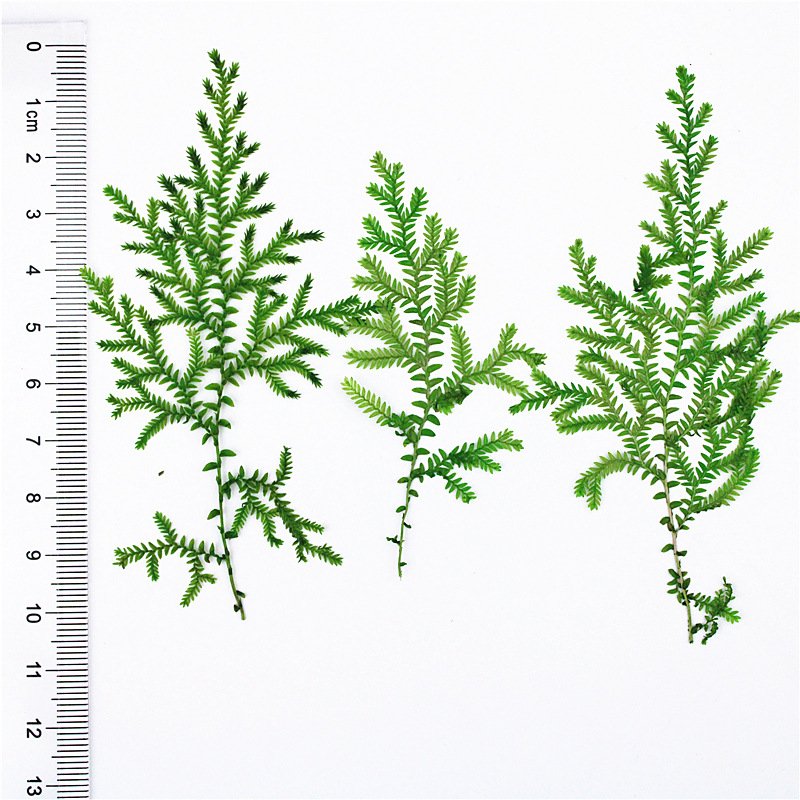 Water Plants Real Leaf Plant Specimens Dried Flower And Pressed Flower Materials Leaf Collage Materials