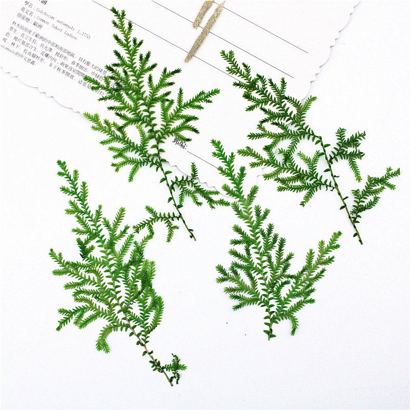 Water Plants Real Leaf Plant Specimens Dried Flower And Pressed Flower Materials Leaf Collage Materials