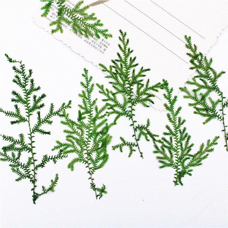 Water Plants Real Leaf Plant Specimens Dried Flower And Pressed Flower Materials Leaf Collage Materials