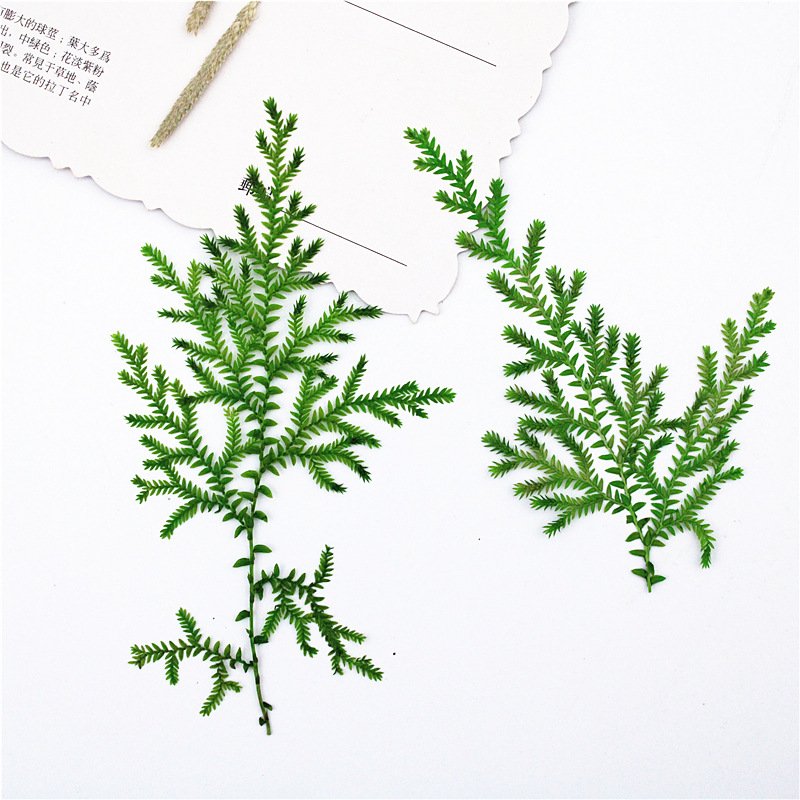 Water Plants Real Leaf Plant Specimens Dried Flower And Pressed Flower Materials Leaf Collage Materials