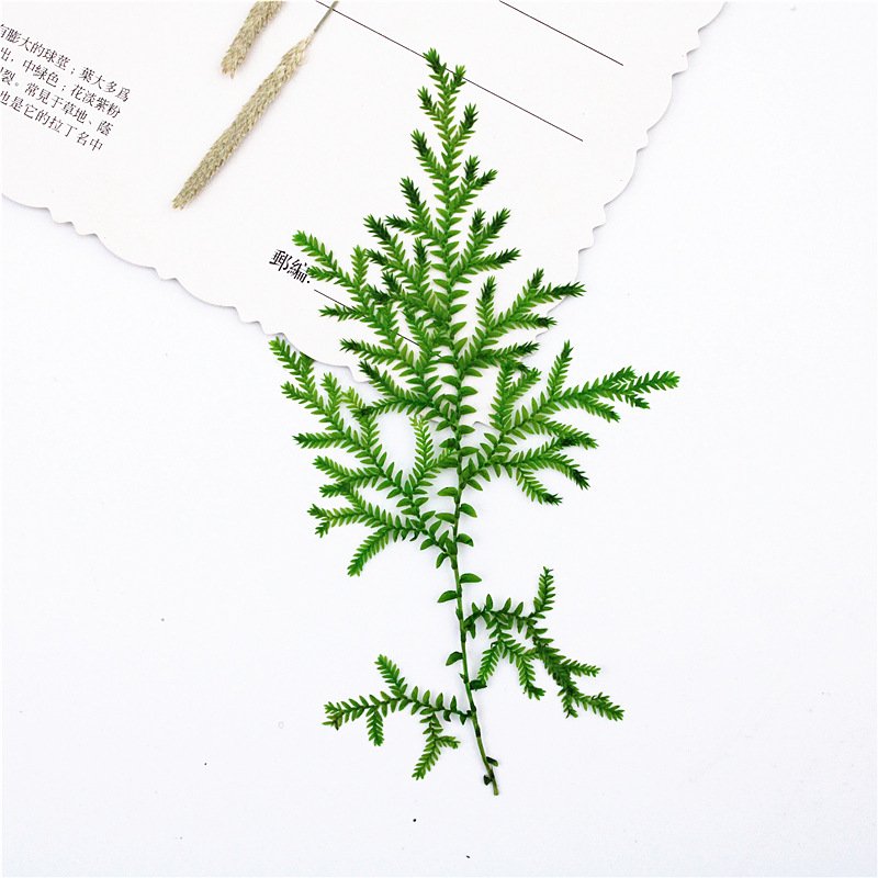 Water Plants Real Leaf Plant Specimens Dried Flower And Pressed Flower Materials Leaf Collage Materials
