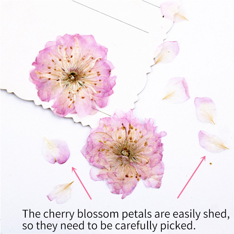 Sakura Cherry Blossom scent dry flower petals wreath dried flowers glass cup vases mini dry flower card