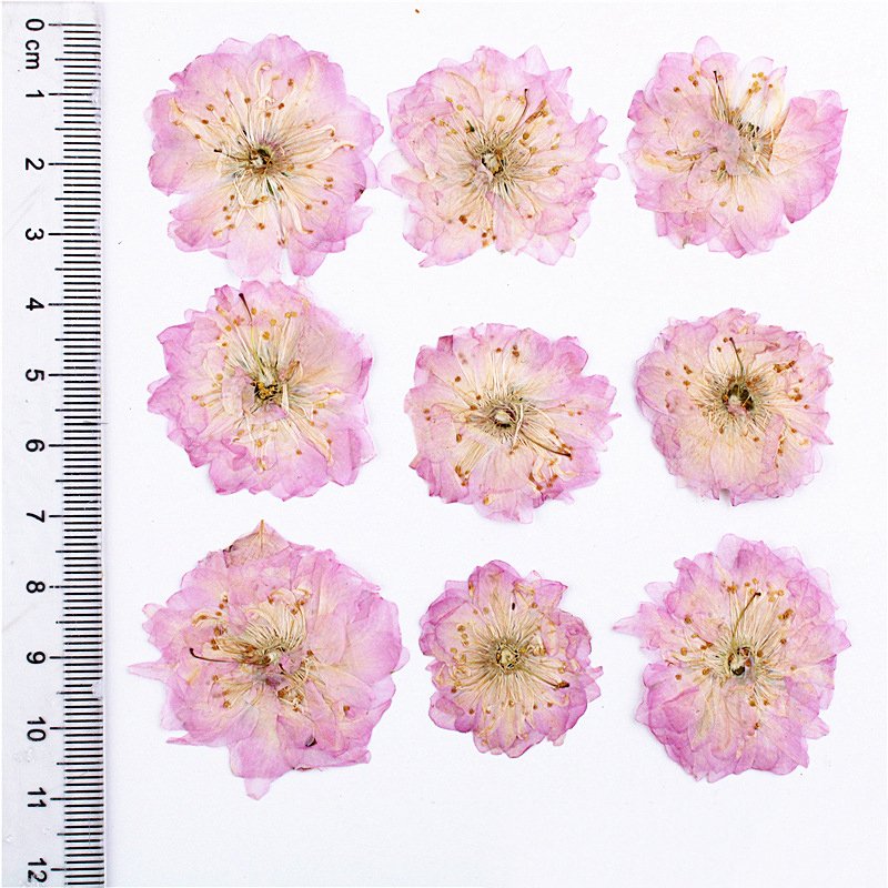 Sakura Cherry Blossom scent dry flower petals wreath dried flowers glass cup vases mini dry flower card