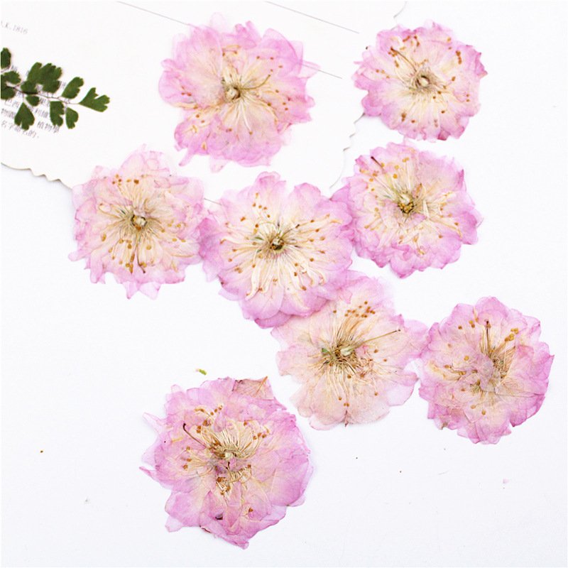 Sakura Cherry Blossom scent dry flower petals wreath dried flowers glass cup vases mini dry flower card