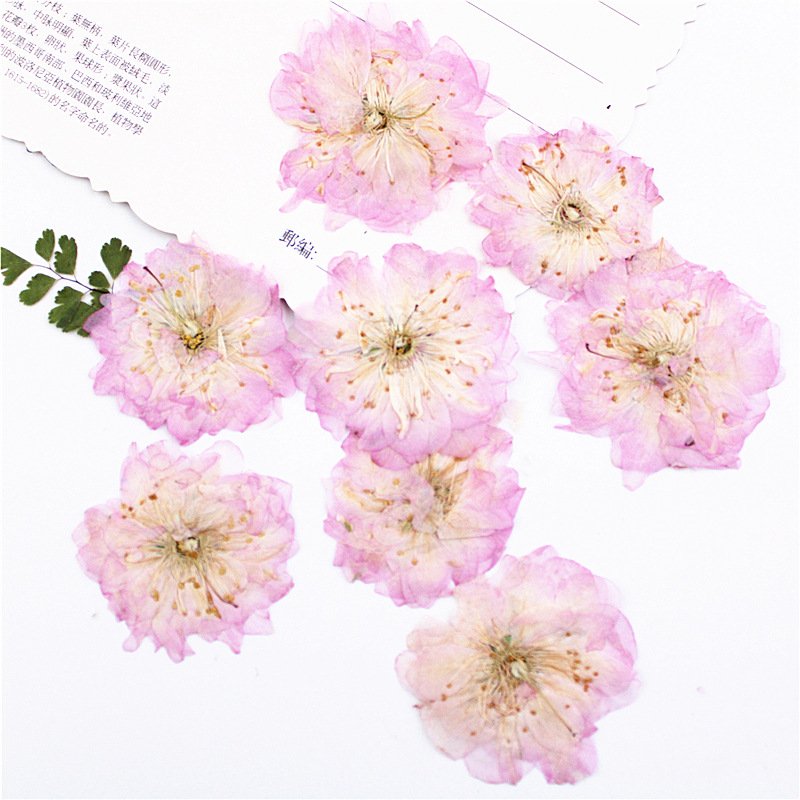 Sakura Cherry Blossom scent dry flower petals wreath dried flowers glass cup vases mini dry flower card