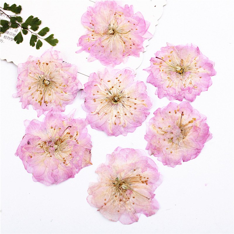 Sakura Cherry Blossom scent dry flower petals wreath dried flowers glass cup vases mini dry flower card