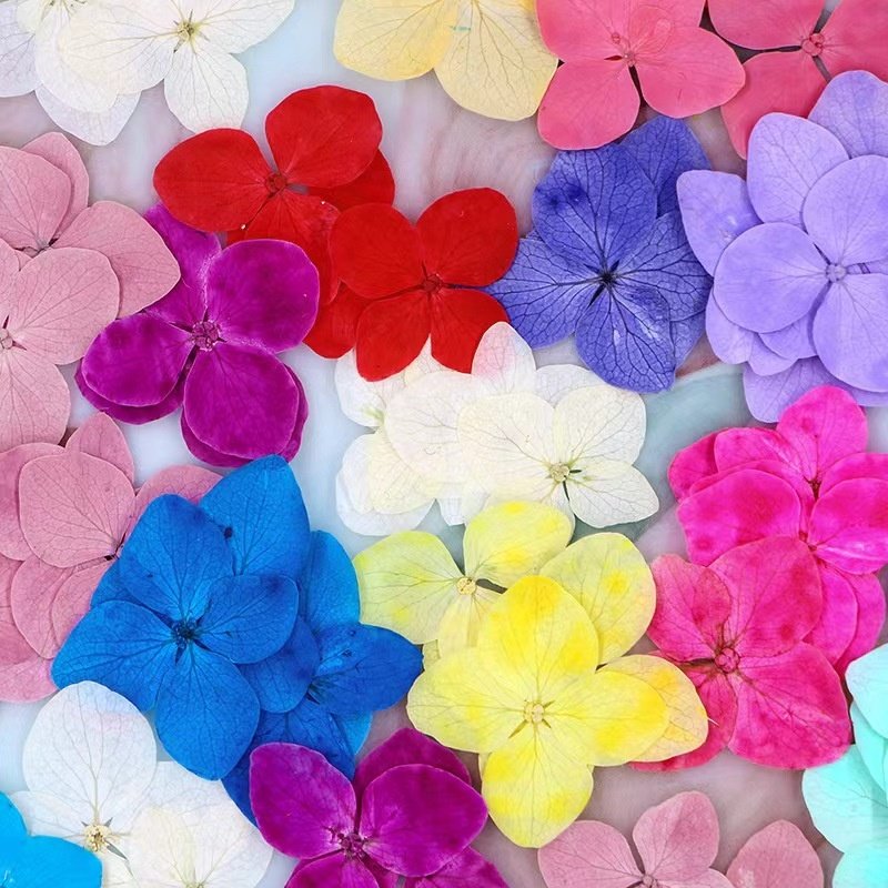 MNR2154 high quality dyed colorful dried hydrangea flowers for DIY flower materials