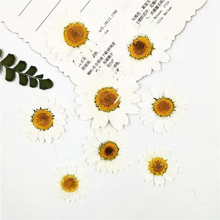 I643 White Crystal Chrysanthemum Dyed White Natural Flowers Dried Pressed Flower Petals Handmade Decorations