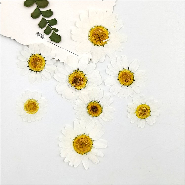 I643 White Crystal Chrysanthemum Dyed White Natural Flowers Dried Pressed Flower Petals Handmade Decorations