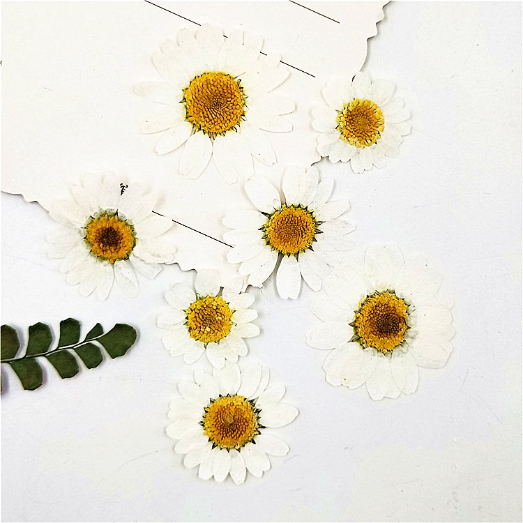 I643 White Crystal Chrysanthemum Dyed White Natural Flowers Dried Pressed Flower Petals Handmade Decorations