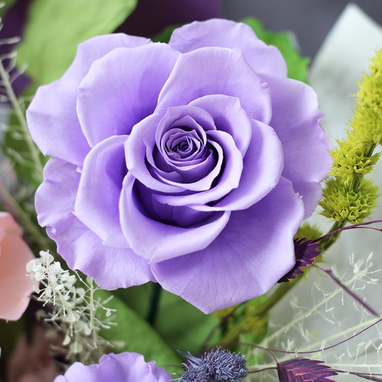 Lovebay Wholesale Valentine Gifts Purple Roses Real Preserved Flower Bouquets Long Lasting Natural Bouquet of Eterial Roses