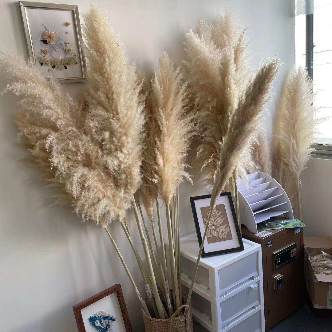 Hot Sale Home Decor Dried Flowers Decorative Large Fluffy Dried Pampas Grass