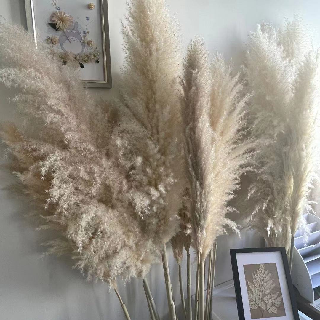 Hot Sale Home Decor Dried Flowers Decorative Large Fluffy Dried Pampas Grass