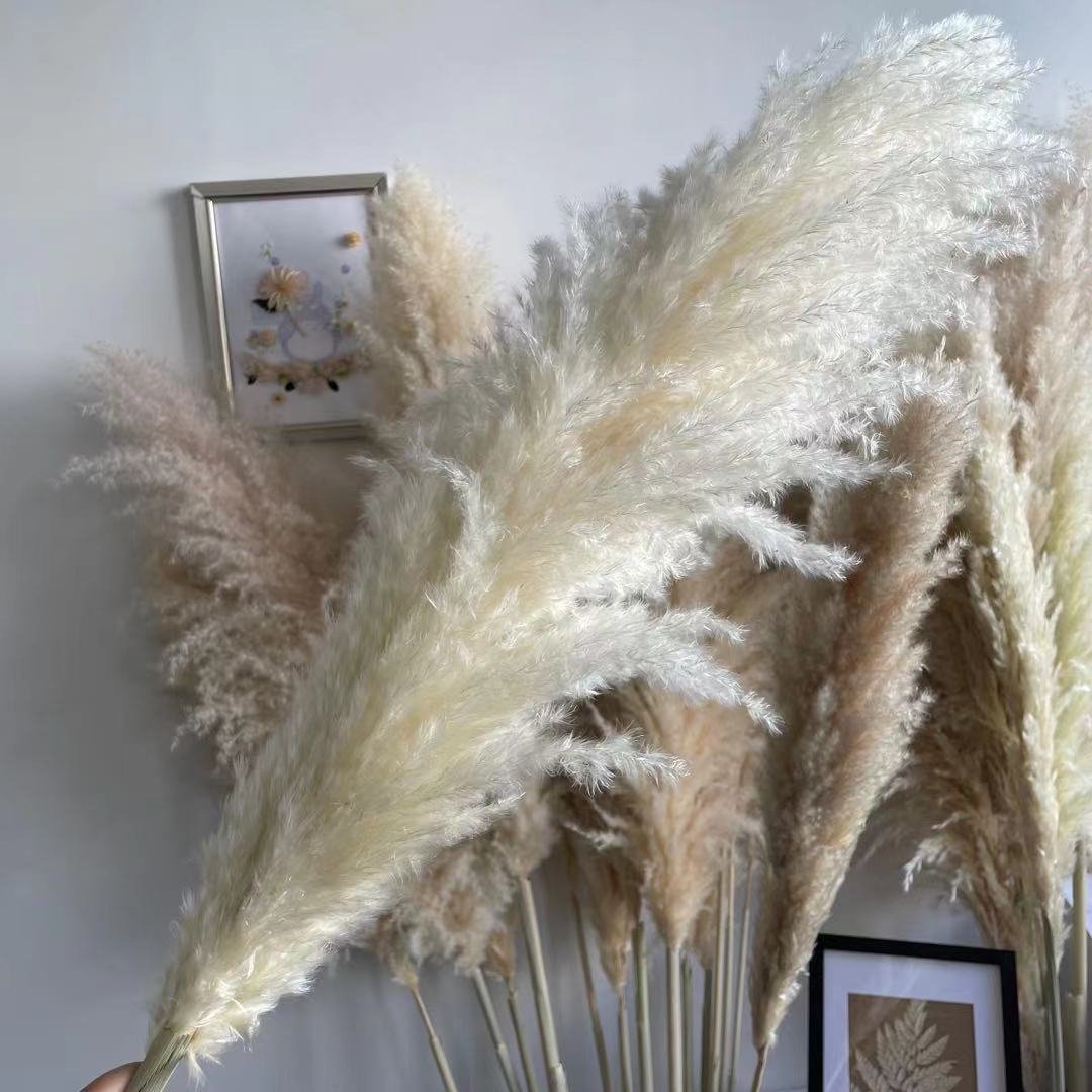Hot Sale Home Decor Dried Flowers Decorative Large Fluffy Dried Pampas Grass