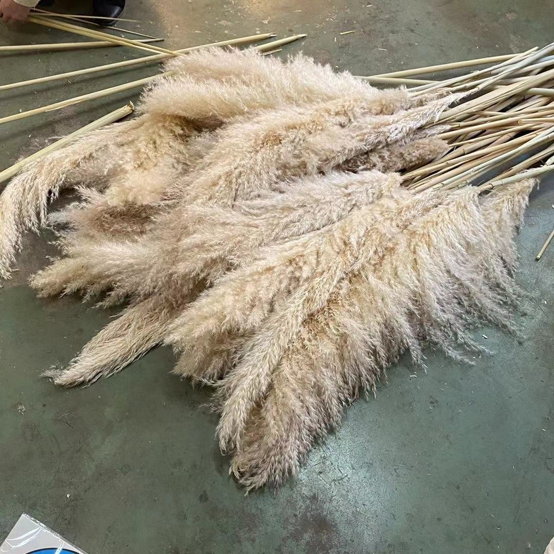 Hot Sale Home Decor Dried Flowers Decorative Large Fluffy Dried Pampas Grass