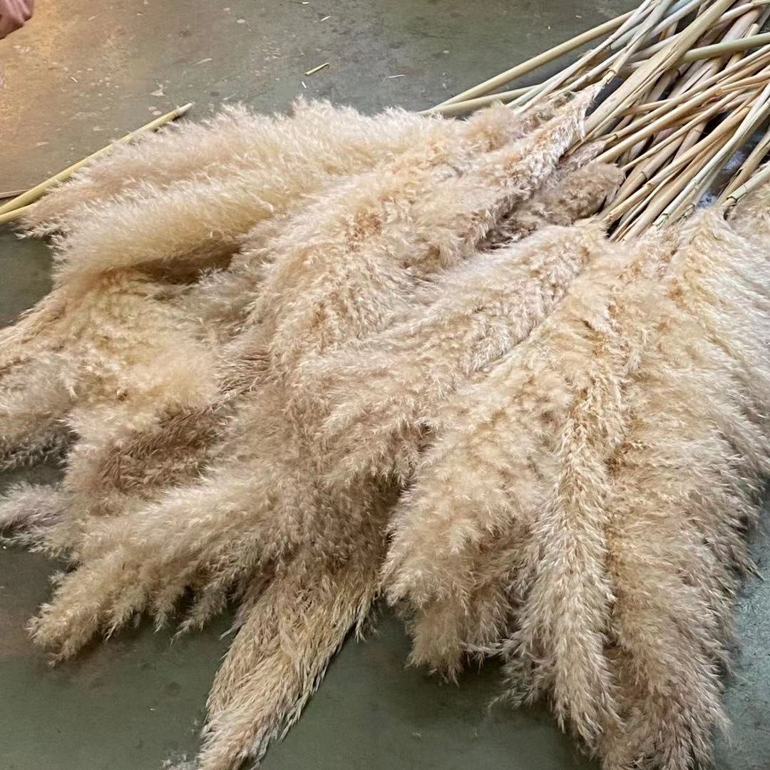 Hot Sale Home Decor Dried Flowers Decorative Large Fluffy Dried Pampas Grass