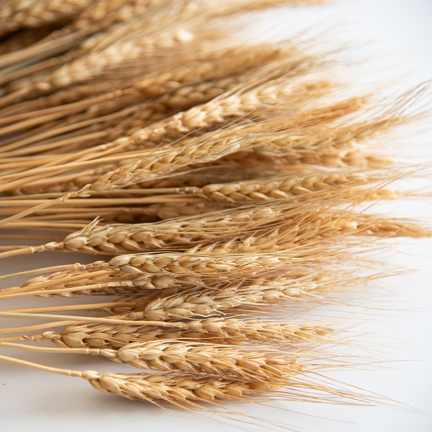 Wholesale Dried Wheat Sheaves Stalks Bouquet Natural Wheat Ears Grain Flowers Dry Grass Bunch Boho Decor