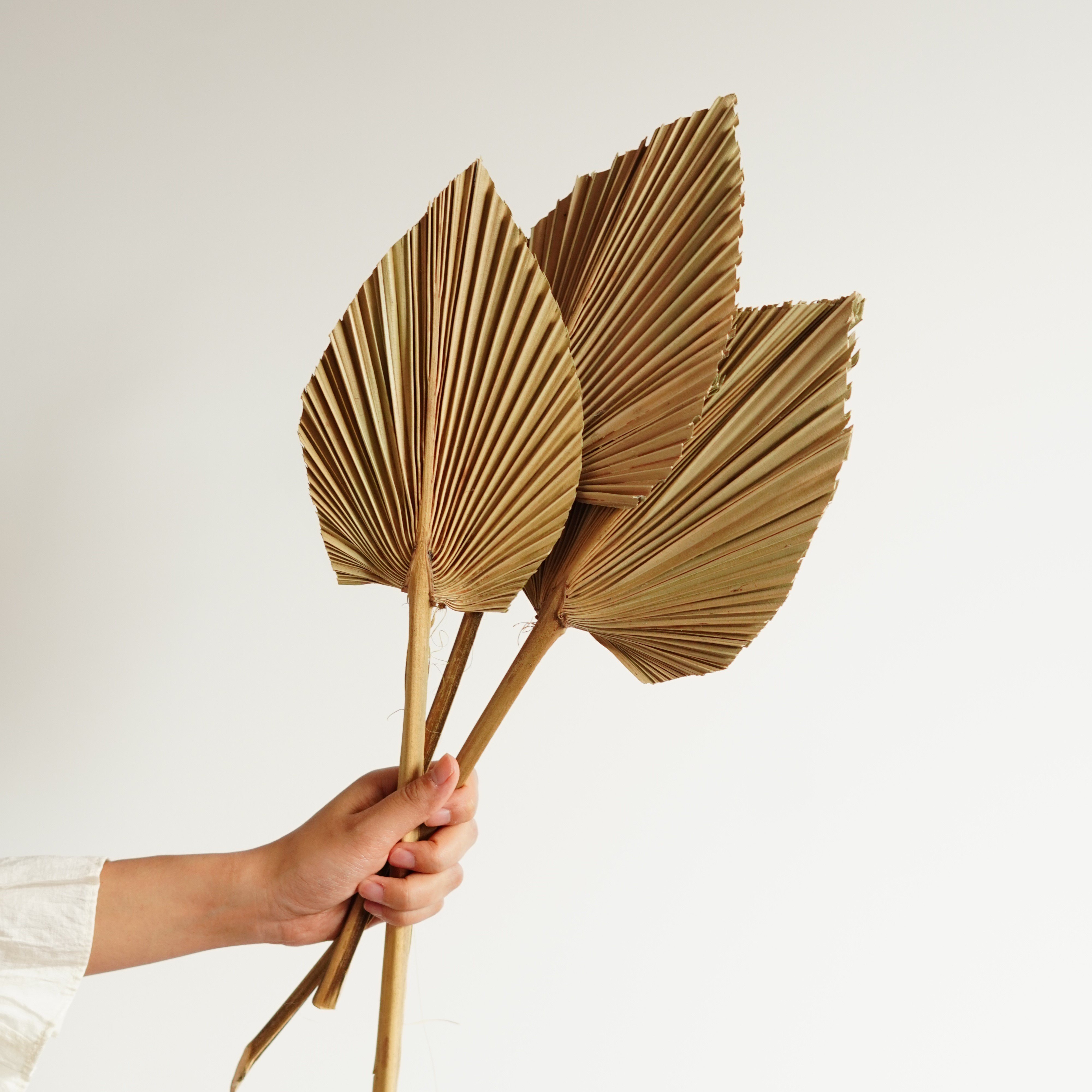 Boho Wedding Home Decor Dried Trimmed Organic - Tropical Palm Fans Spear Pampas Grass Palm Leaves Large