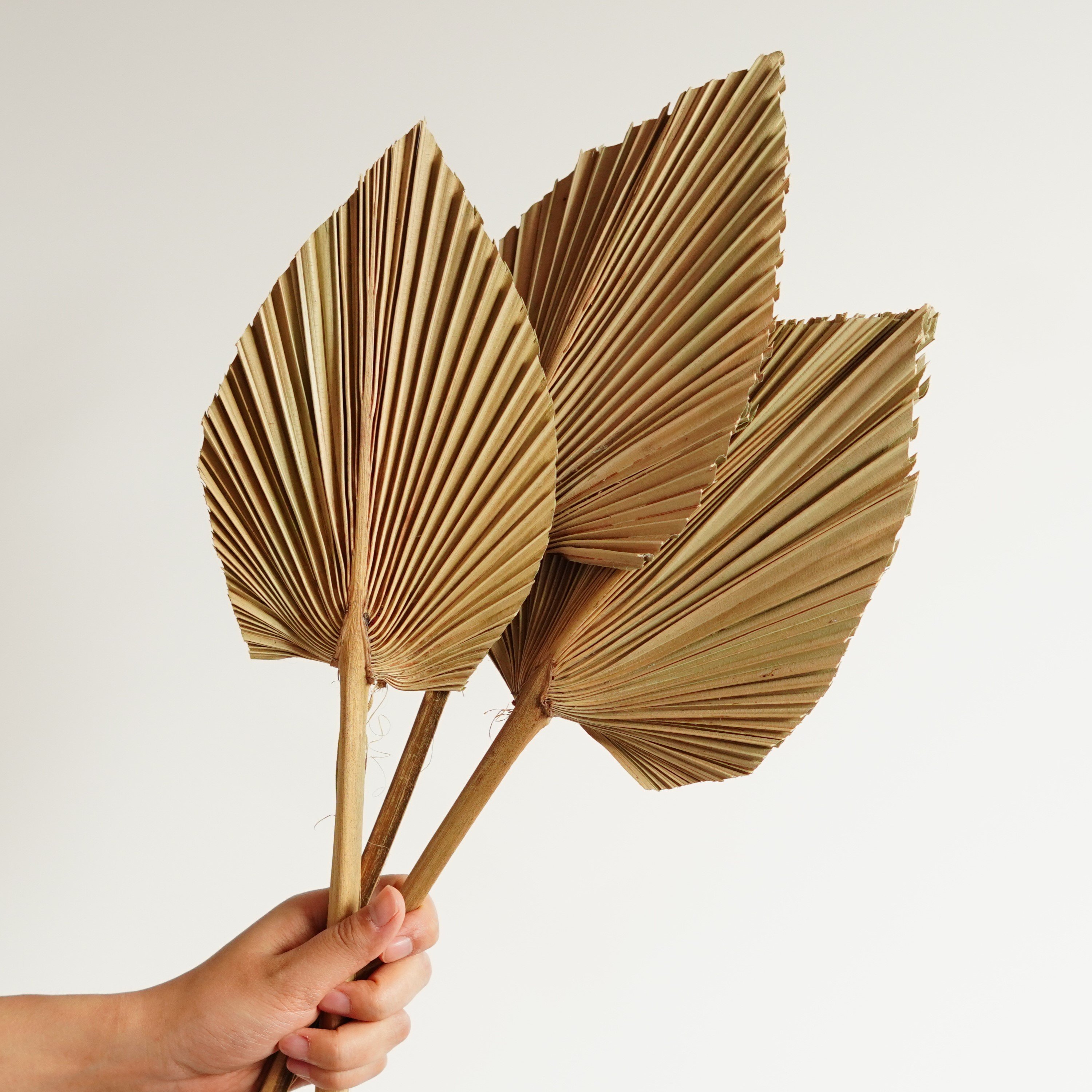 Boho Wedding Home Decor Dried Trimmed Organic - Tropical Palm Fans Spear Pampas Grass Palm Leaves Large