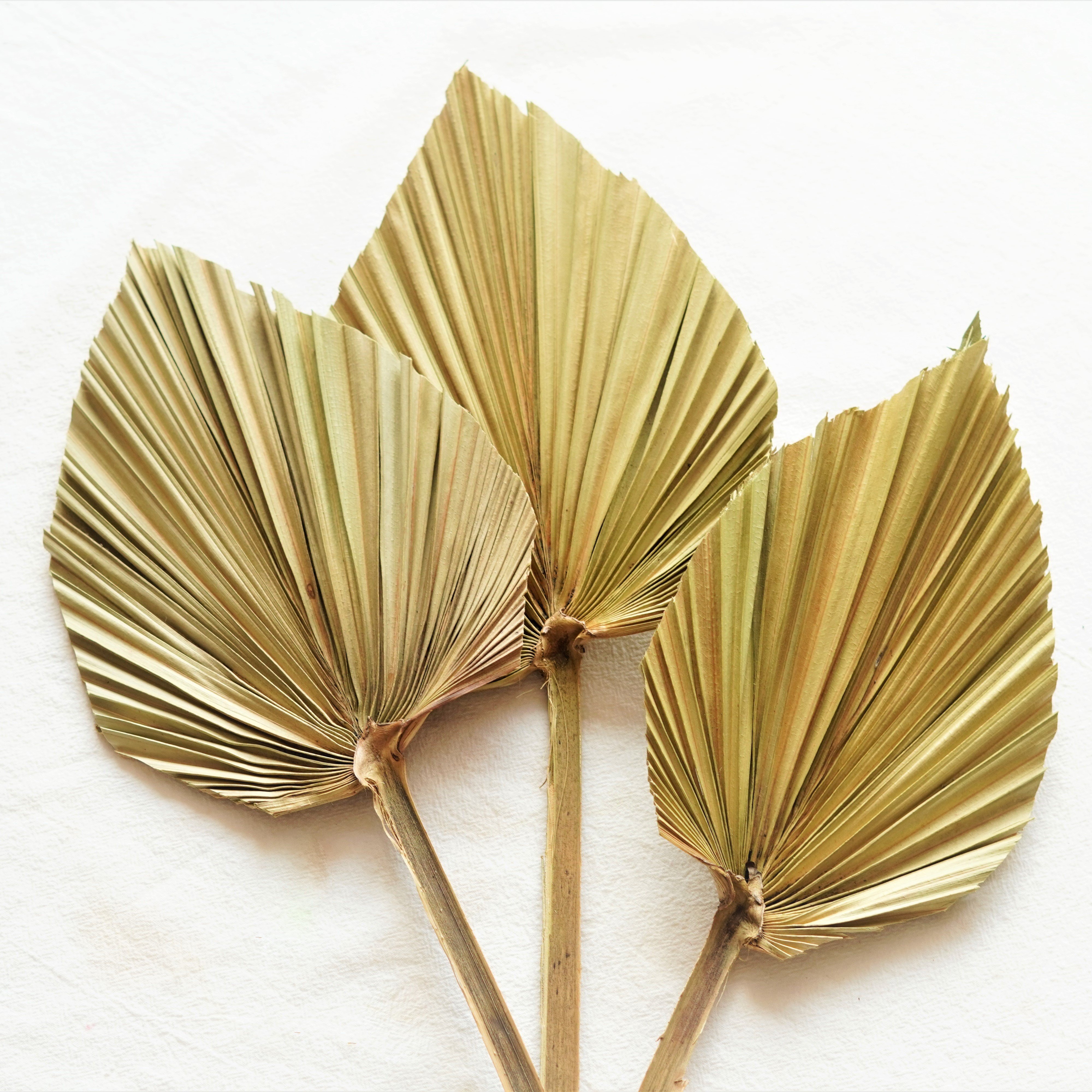Boho Wedding Home Decor Dried Trimmed Organic - Tropical Palm Fans Spear Pampas Grass Palm Leaves Large