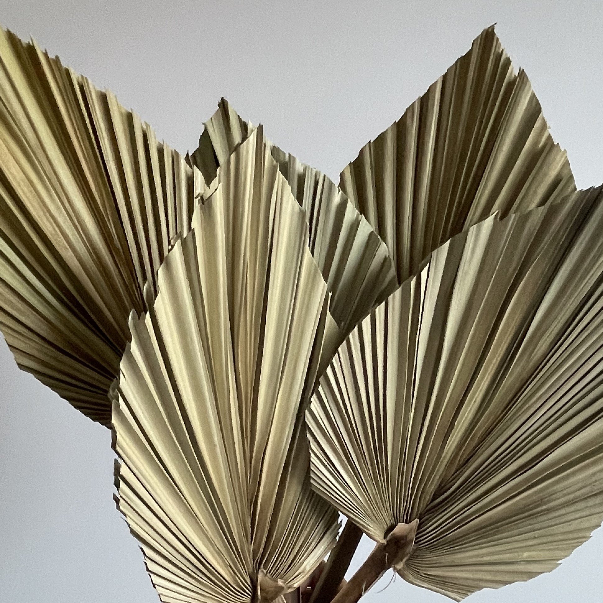 Boho Wedding Home Decor Dried Trimmed Organic - Tropical Palm Fans Spear Pampas Grass Palm Leaves Large