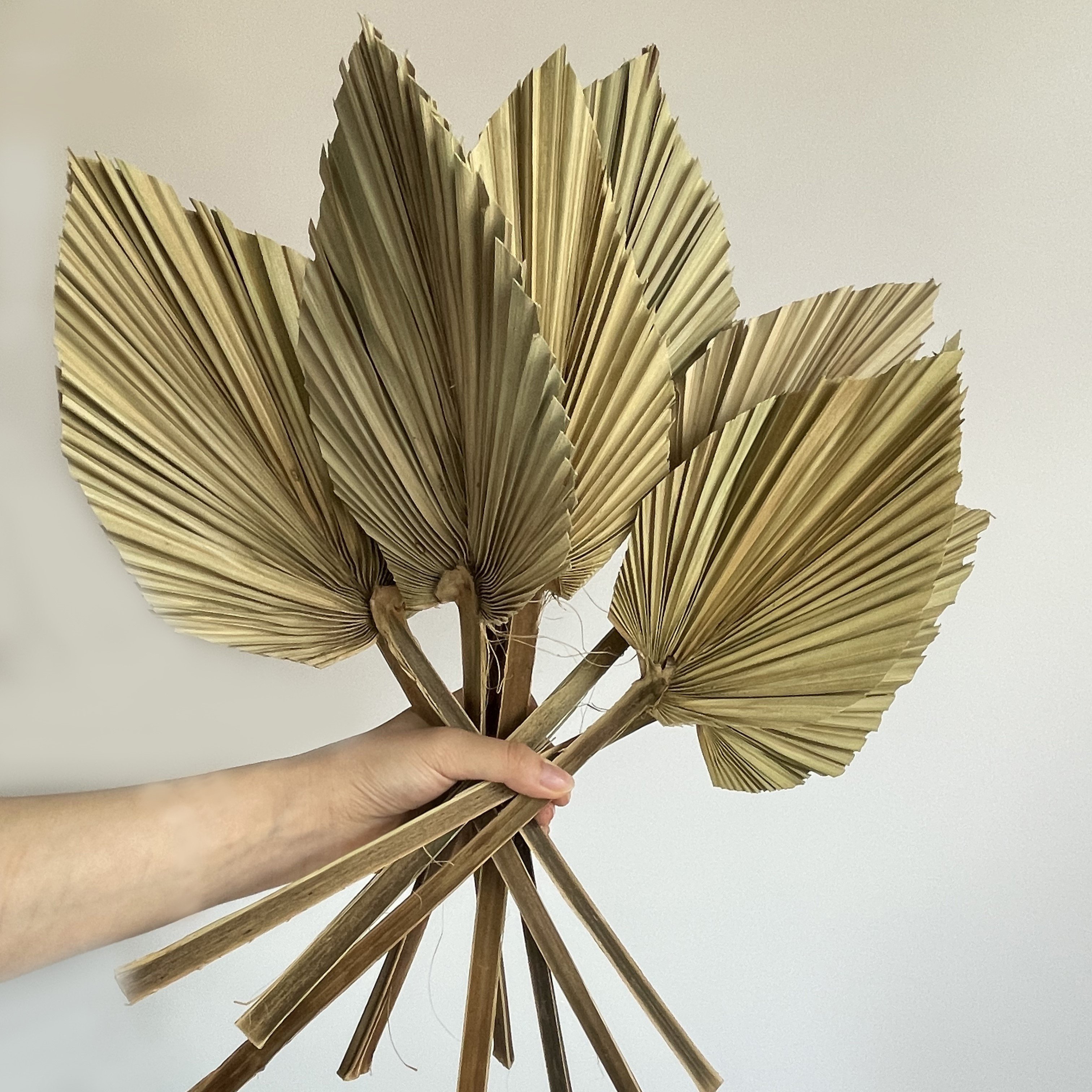 Boho Wedding Home Decor Dried Trimmed Organic - Tropical Palm Fans Spear Pampas Grass Palm Leaves Large