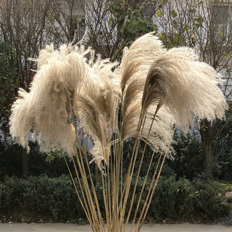 Dried Flowers Reed Stems Artificial Pampas Grass Bouquet For Home Wedding Decoration