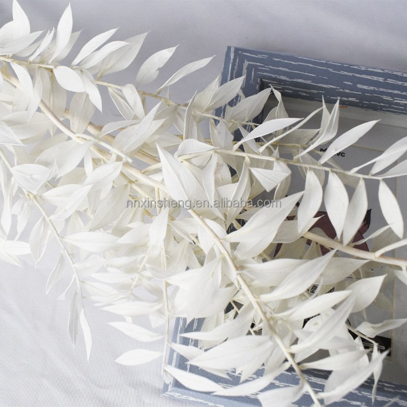 wholesale Preserved rucus natural flower dried foliage decorative floral design new year home flowers dried ruscus leaves