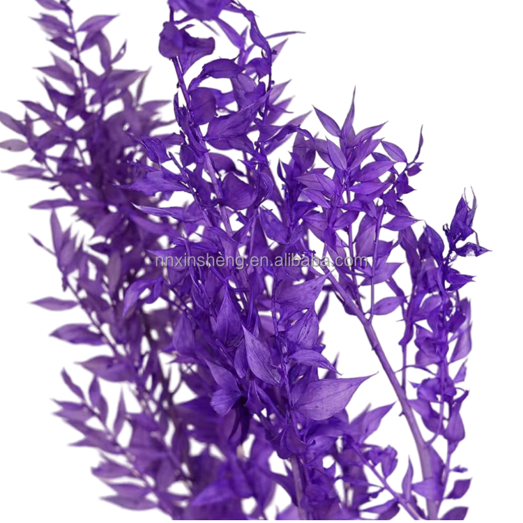wholesale Preserved rucus natural flower dried foliage decorative floral design new year home flowers dried ruscus leaves